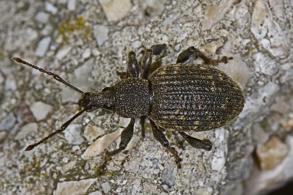 Otiorhynchus sulcatus